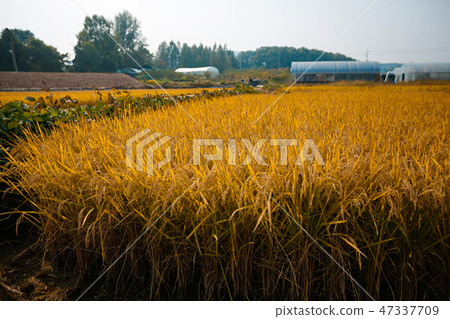 Autumn landscape, golden rice fields with sunset. 015 47337709