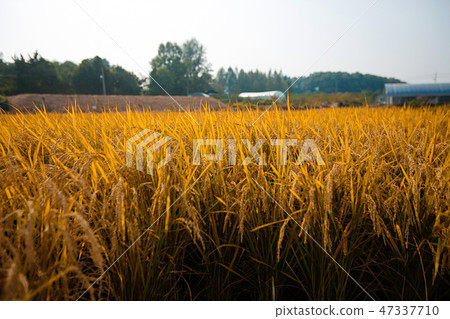 Autumn landscape, golden rice fields with sunset. 009 Autumn landscape, golden rice fields with sunset. 009 47337710