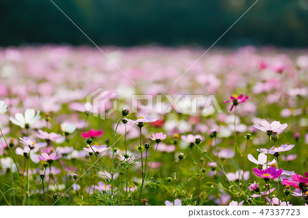 Autumn landscape, Cosmos flowers with various objects. 033 Autumn landscape, Cosmos flowers with various objects. 033 47337723