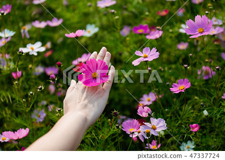 Autumn landscape, Cosmos flowers with various objects. 030 Autumn landscape, Cosmos flowers with various objects. 030 47337724