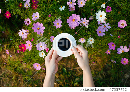 Autumn landscape, Cosmos flowers with various objects. 047 Autumn landscape, Cosmos flowers with various objects. 047 47337732