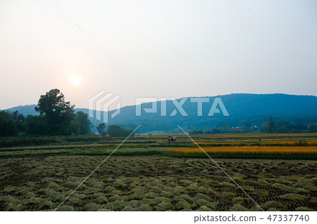 Autumn landscape, golden rice fields with sunset. 023 Autumn landscape, golden rice fields with sunset. 023 47337740