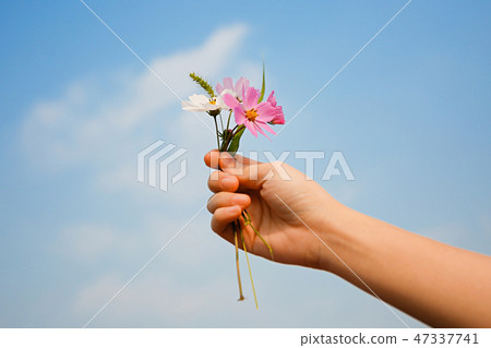 Autumn landscape, Cosmos flowers with various objects. 074 Autumn landscape, Cosmos flowers with various objects. 074 47337741