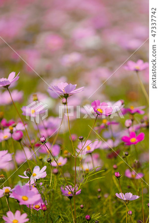 Autumn landscape, Cosmos flowers with various objects. 039 47337742