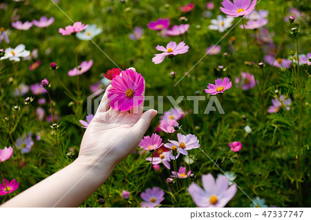 Autumn landscape, Cosmos flowers with various objects. 059 47337747