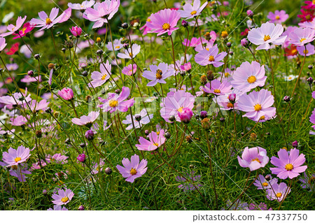 Autumn landscape, Cosmos flowers with various objects. 057 Autumn landscape, Cosmos flowers with various objects. 057 47337750
