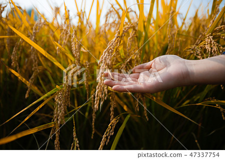 Autumn landscape, golden rice fields with sunset. 013 47337754