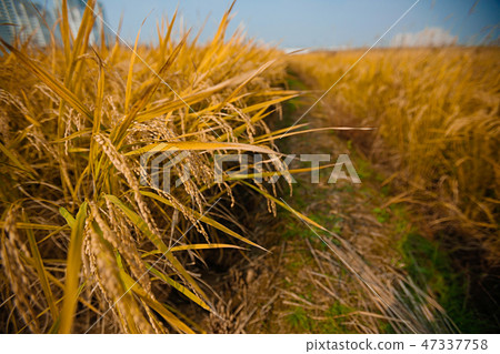 Autumn landscape, golden rice fields with sunset. 022 Autumn landscape, golden rice fields with sunset. 022 47337758