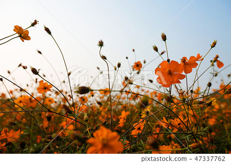 Autumn landscape, Cosmos flowers with various objects. 027 Autumn landscape, Cosmos flowers with various objects. 027 47337762