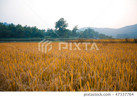 Autumn landscape, golden rice fields with sunset. 008 Autumn landscape, golden rice fields with sunset. 008 47337764