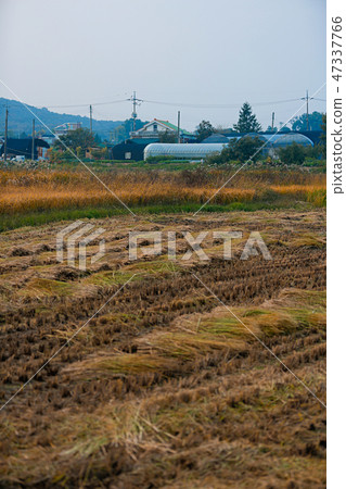 Autumn landscape, golden rice fields with sunset. 016 Autumn landscape, golden rice fields with sunset. 016 47337766