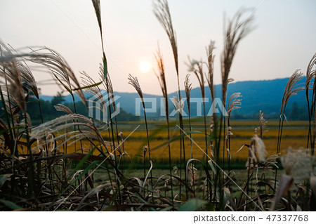 Autumn landscape, golden rice fields with sunset. 002 Autumn landscape, golden rice fields with sunset. 002 47337768