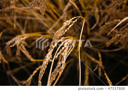 Autumn landscape, golden rice fields with sunset. 025 Autumn landscape, golden rice fields with sunset. 025 47337800