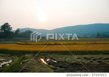 Autumn landscape, golden rice fields with sunset. 010 Autumn landscape, golden rice fields with sunset. 010 47337817