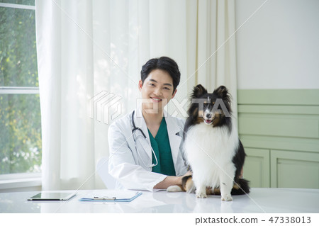 Pet and animal's health care concept veterinarian doctor with stethoscope checking up dog health at clinic. 050 Pet and animal's health care concept veterinarian doctor with stethoscope checking up dog health at clinic. 050 47338013