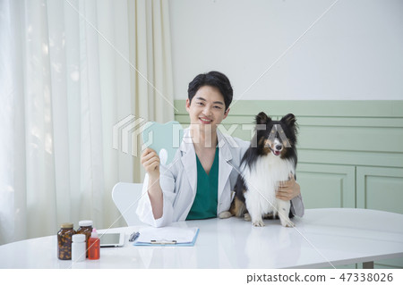 Pet and animal's health care concept veterinarian doctor with stethoscope checking up dog health at clinic. 038 Pet and animal's health care concept veterinarian doctor with stethoscope checking up dog health at clinic. 038 47338026