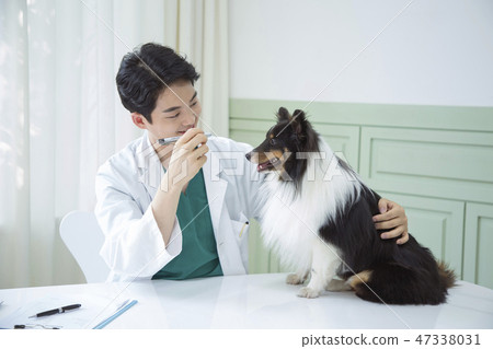 Pet and animal's health care concept veterinarian doctor with stethoscope checking up dog health at clinic. 033 Pet and animal's health care concept veterinarian doctor with stethoscope checking up dog health at clinic. 033 47338031
