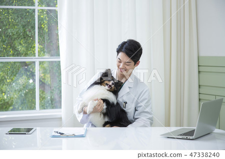 Pet and animal's health care concept veterinarian doctor with stethoscope checking up dog health at clinic. 063 Pet and animal's health care concept veterinarian doctor with stethoscope checking up dog health at clinic. 063 47338240