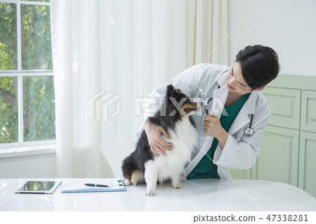 Pet and animal's health care concept veterinarian doctor with stethoscope checking up dog health at clinic. 057 Pet and animal's health care concept veterinarian doctor with stethoscope checking up dog health at clinic. 057 47338281
