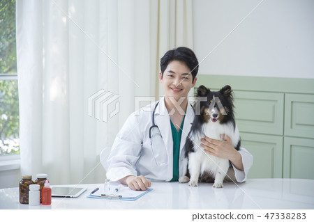 Pet and animal's health care concept veterinarian doctor with stethoscope checking up dog health at clinic. 058 Pet and animal's health care concept veterinarian doctor with stethoscope checking up dog health at clinic. 058 47338283