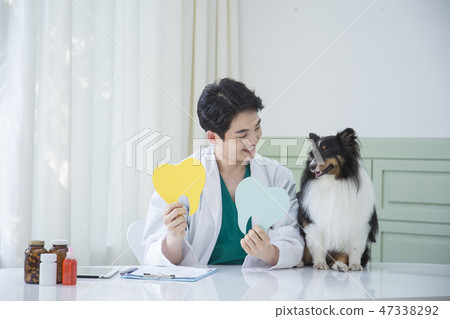 Pet and animal's health care concept veterinarian doctor with stethoscope checking up dog health at clinic. 044 Pet and animal's health care concept veterinarian doctor with stethoscope checking up dog health at clinic. 044 47338292