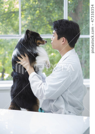 Pet and animal's health care concept veterinarian doctor with stethoscope checking up dog health at clinic. 016 Pet and animal's health care concept veterinarian doctor with stethoscope checking up dog health at clinic. 016 47338354