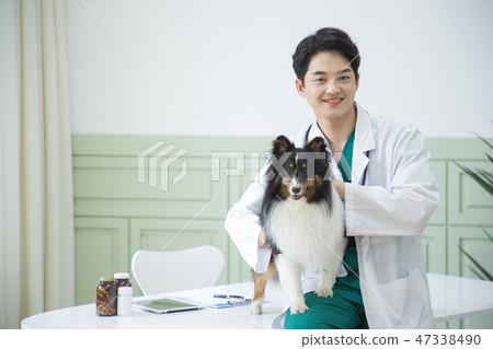 Pet and animal's health care concept veterinarian doctor with stethoscope checking up dog health at clinic. 008 47338490