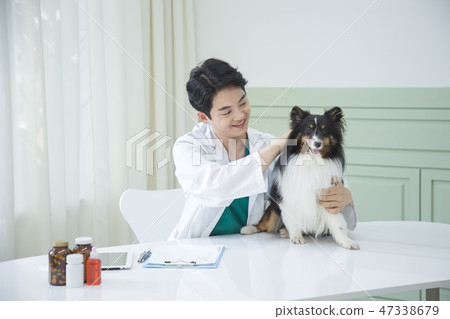 Pet and animal's health care concept veterinarian doctor with stethoscope checking up dog health at clinic. 030 Pet and animal's health care concept veterinarian doctor with stethoscope checking up dog health at clinic. 030 47338679