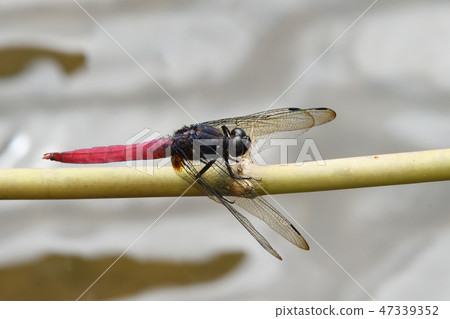 Kohaki Shijo Dragonfly Male 47339352