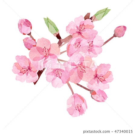 Sakura Illustration Cut Stock Illustration