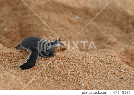 嬰兒孵化場鳥誕生牛仔 嬰兒孵化場鳥誕生牛仔 47340125