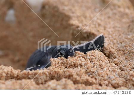 Baby hatchery bird birth cowboy 47340128