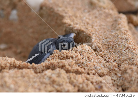 Baby hatchery bird birth cowboy 47340129