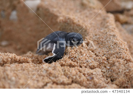 嬰兒孵化場鳥誕生牛仔 嬰兒孵化場鳥誕生牛仔 47340134