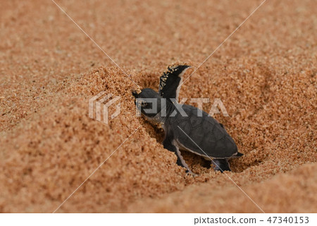 Baby hatchery bird birth cowboy 47340153