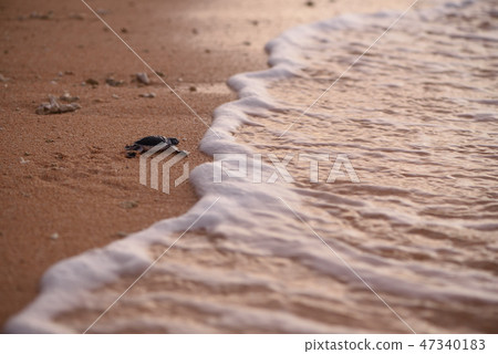 Baby hatchery bird birth cowboy 47340183