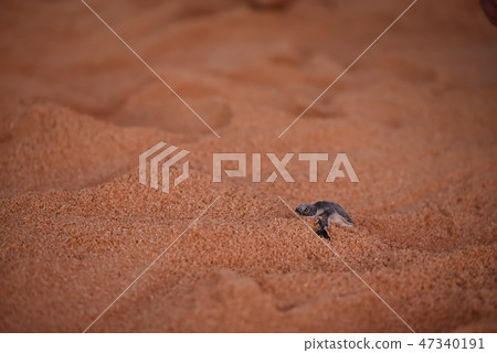 Baby hatchery bird birth cowboy 47340191