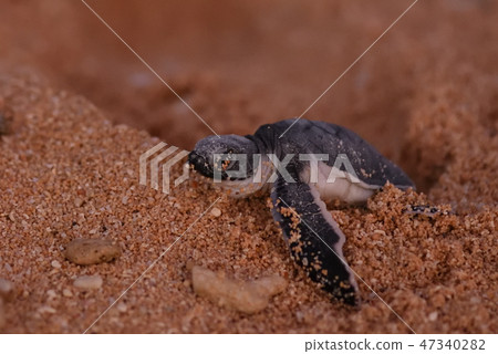 Birth of a green turtle birth Hatching hatching 47340282
