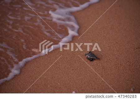 出生的綠海龜孵化孵化 47340283