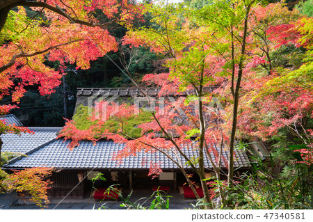Autumn leaves of Kyoto Saga Torii 47340581