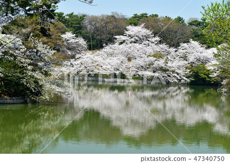 Cherry blossoms in full bloom and Ooike Cherry blossoms in full bloom and Ooike 47340750
