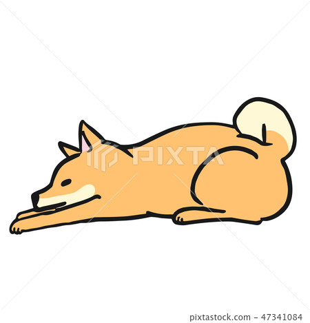 Shiba Inu dog poses facial expression lying sideways 47341084