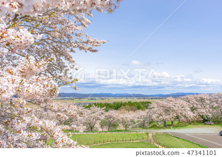 Refreshing cherry blossoms in Miyagi 47341101