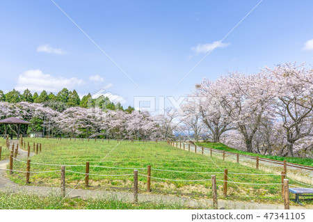 Refreshing cherry blossoms in Miyagi 47341105
