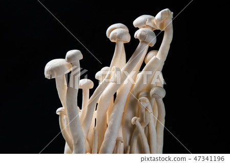 close up mushroom on black background close up mushroom on black background 47341196