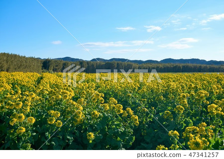 Chiba prefecture rape field Michi-no-Eki and Miura 47341257