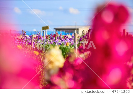 Chiba Prefecture Winter Shiramatsu Flower Field Minami Boso 47341263
