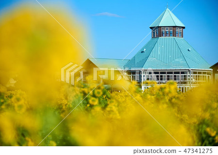 千葉縣油菜田Michi-no-Eki和Miura 47341275