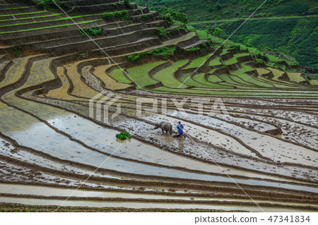 A farmer with water buffalo on the field A farmer with water buffalo on the field 47341834