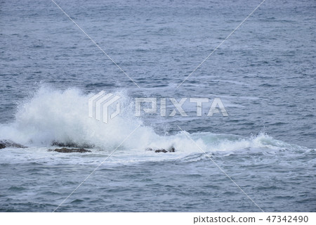 [Hyogo Prefecture Kasumi Coast] Araiso 47342490